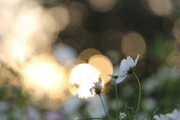 Foto cosmos branco com bokeh