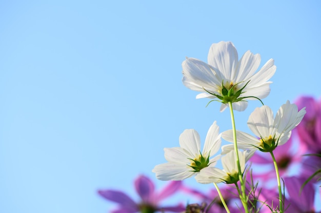 Cosmos branco no fundo da flor do céu azul