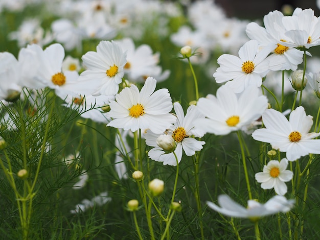 Cosmos branco que floresce no jardim