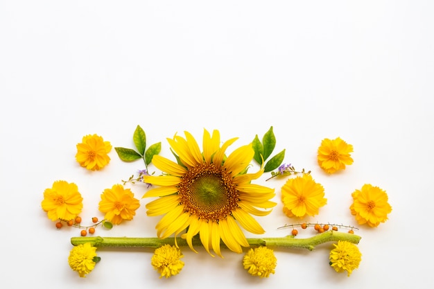 Cosmos, caléndulas y girasoles en blanco