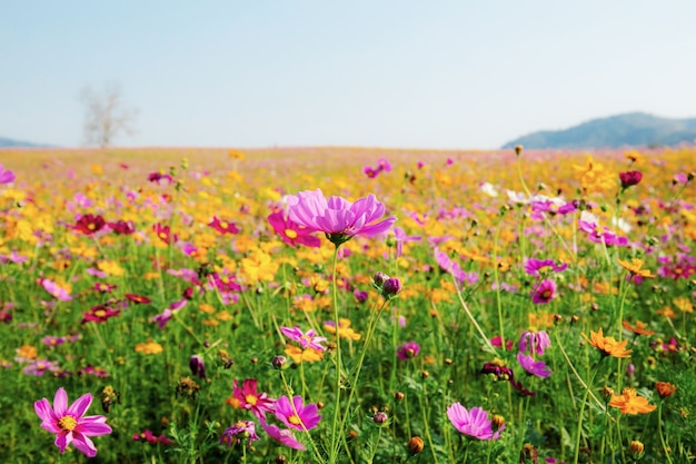 Cosmos en campo con cielo.