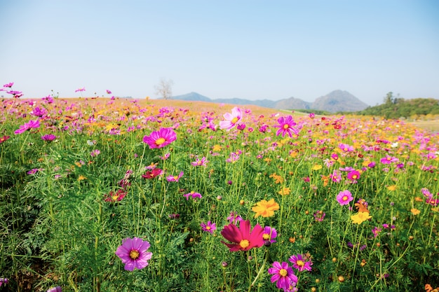 Cosmos en campo en el cielo.