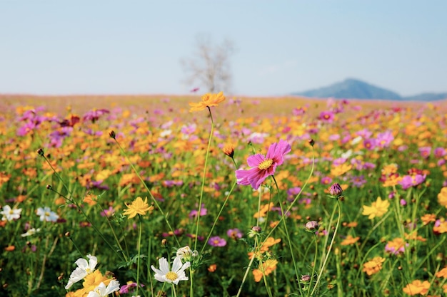 Cosmos en campo con el colorido en el cielo.