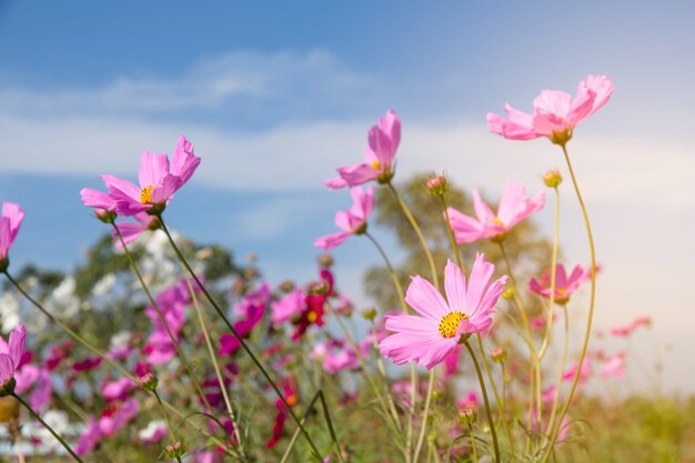 Foto cosmos campo de flores con cielo azul, cosmos campo de flores floreciente primavera flores temporada