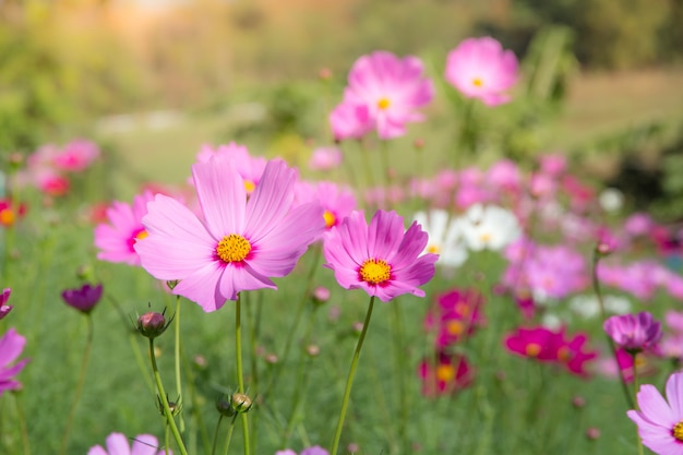 Cosmos campo de flores con cielo azul, cosmos campo de flores floreciente primavera flores temporada