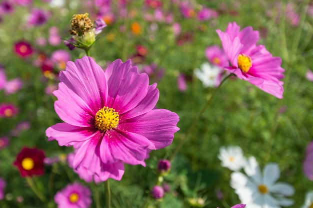 Cosmos campo de flores de color rosa cerrar