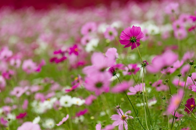 Cosmos campo de flores