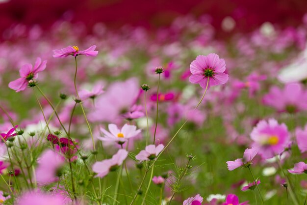 Cosmos campo de flores