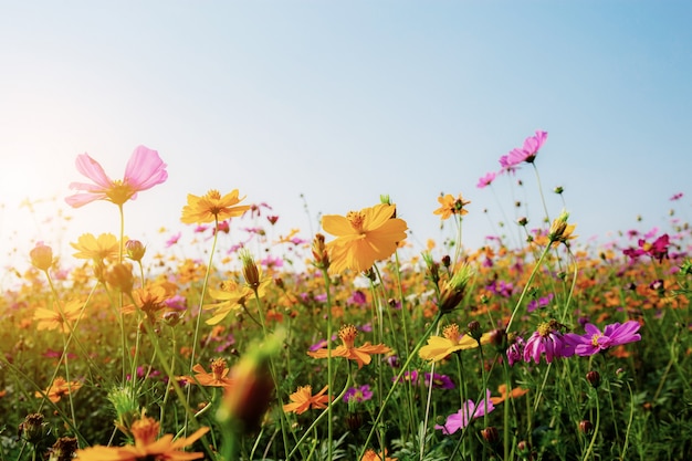 Cosmos en campo con puesta de sol.