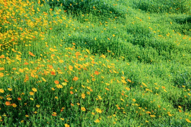 Cosmos en el campo.