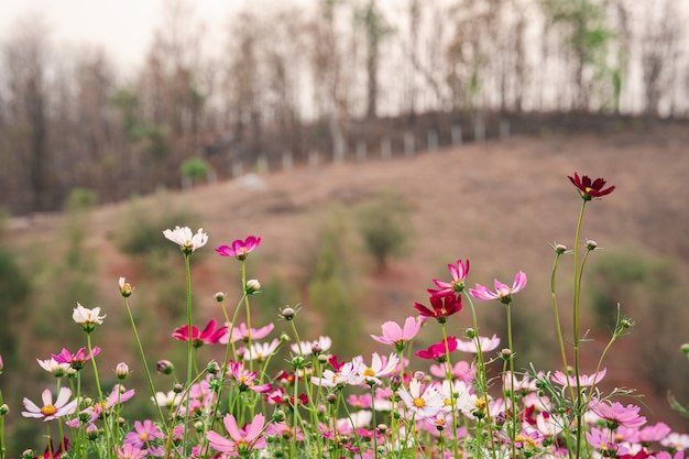 Cosmos colorido en un jardín con un fondo de montaña rural.