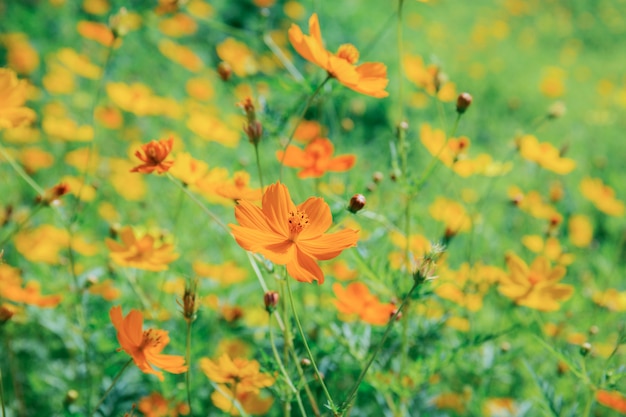 Cosmos con colorido en el jardín.