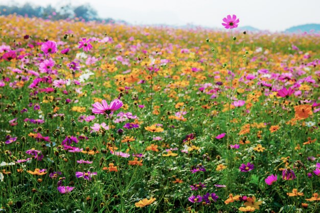 Cosmos colorido no parque.