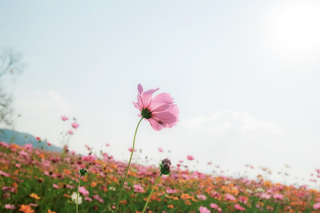 Cosmos com bela em campo para o céu.