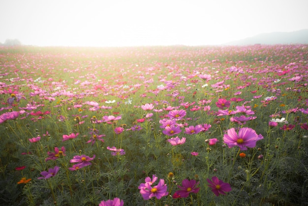 Cosmos da flor da paisagem e luz solar natural.