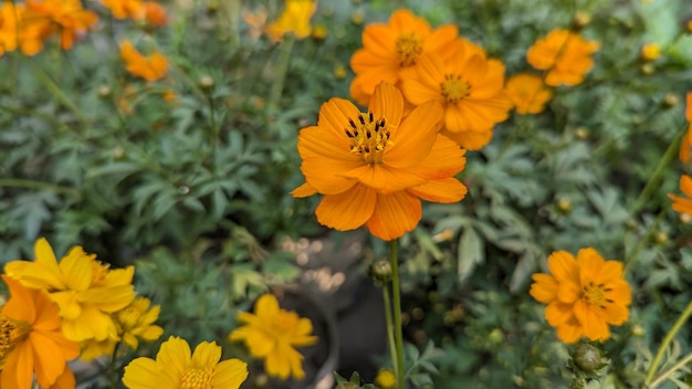 Cosmos de enxofre Palash floresce argirântemo