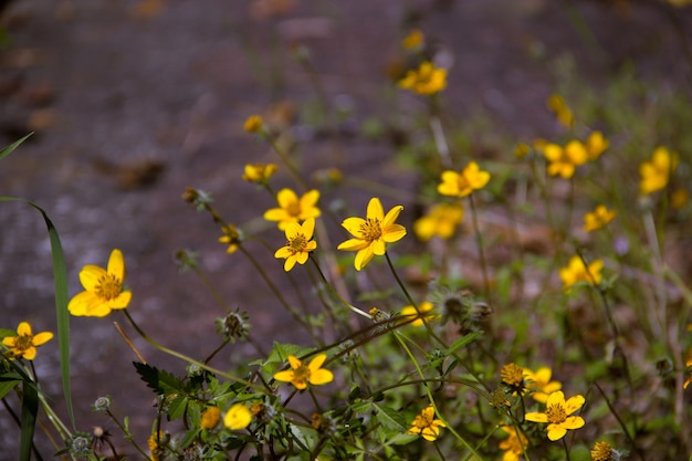 Cosmos de enxofre