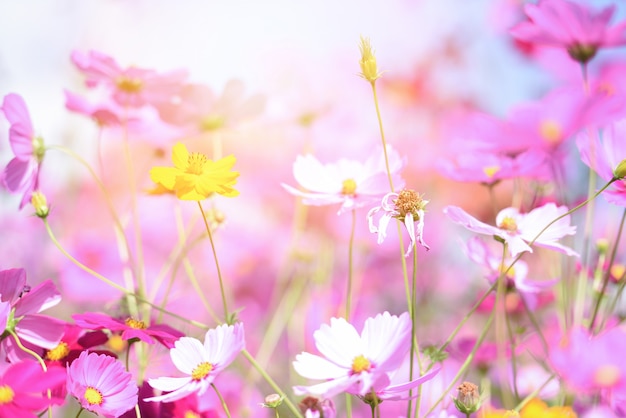 Cosmos de flores cor de rosa coloridas no jardim em dia fresco e brilhante - linda flor de cosmos na natureza