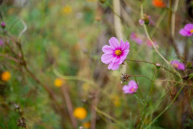 Cosmos de Flores