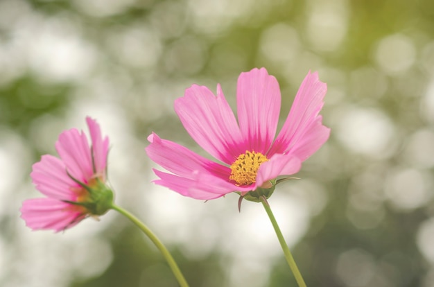 Cosmos-de-rosa com fundo borrado