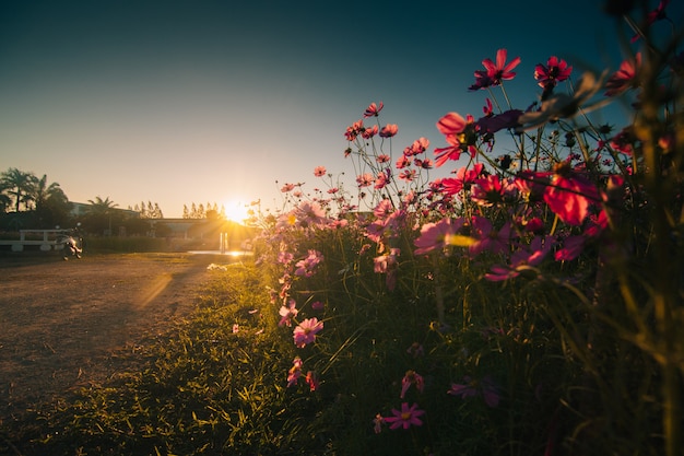 Foto cosmos-de-rosa