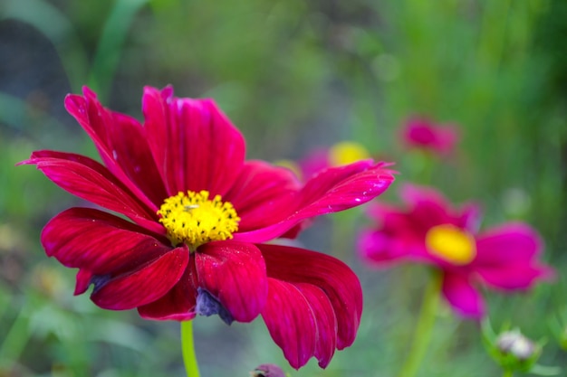 Cosmos-de-rosa