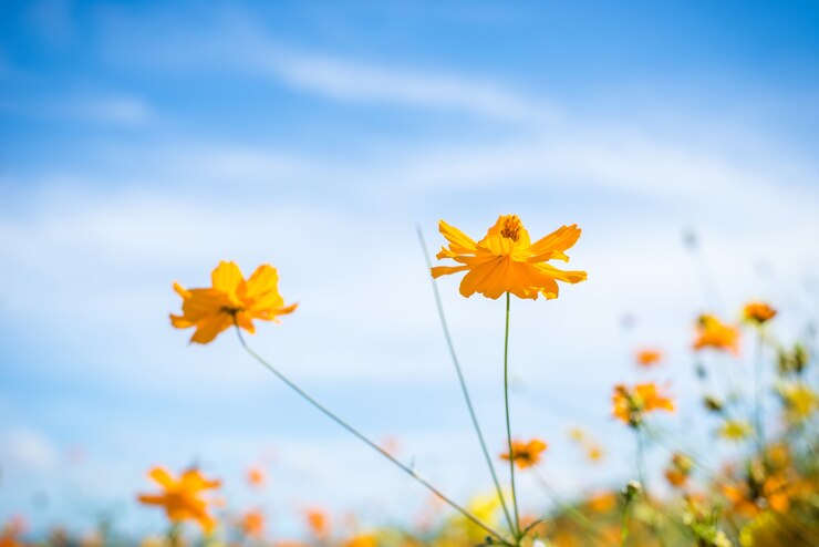 Cosmos flor y cielo azul