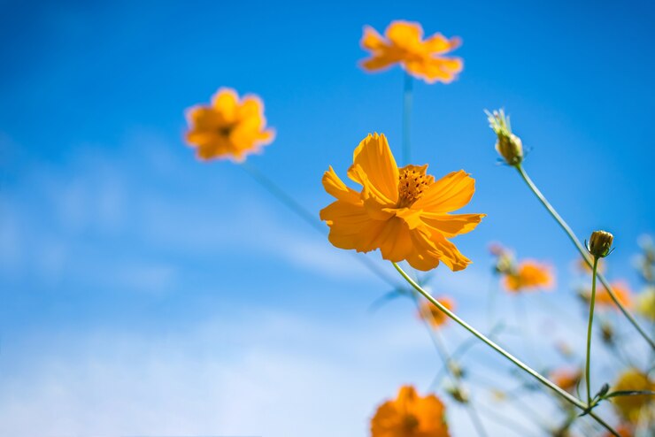 Cosmos flor y cielo azul