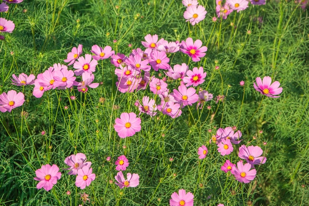 Cosmos, flor, close-up, fundo