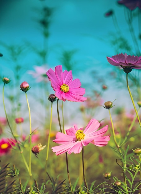 Cosmos flor colorida no campo Filtros de foto Natureza background_ai_generated