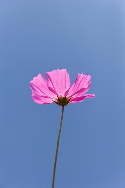 Foto cosmos flor cosmos bipinnatus