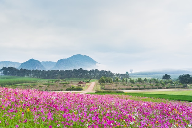 Cosmos, flor, de, grassland