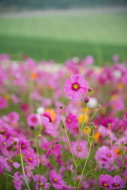 Foto cosmos, flor, de, grassland