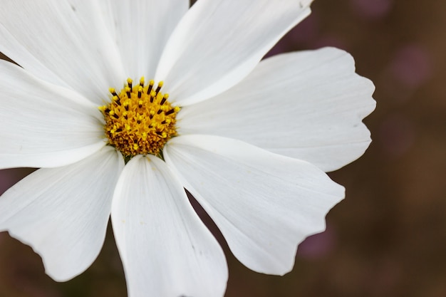 Cosmos flor na Tailândia