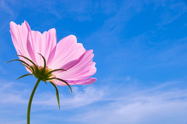 Cosmos flor no jardim