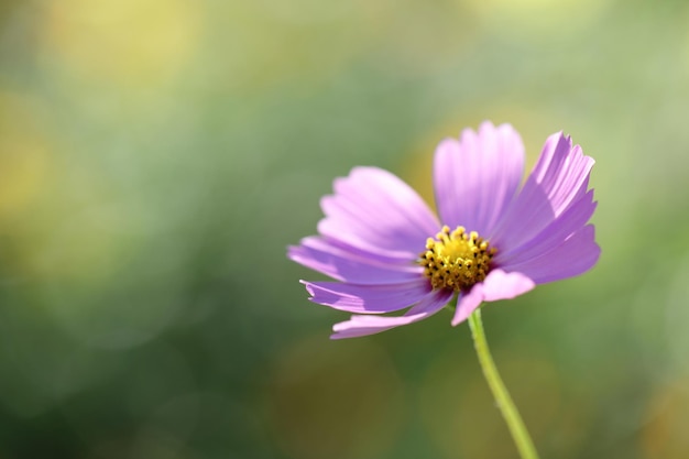 Cosmos flor en primer plano en el fondo de la naturaleza