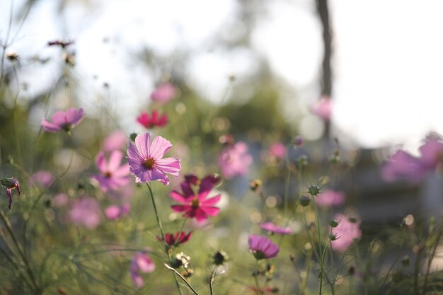 Cosmos flor en primer plano en el fondo de la naturaleza