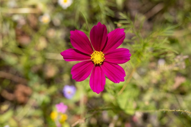 Cosmos flor roja de cerca