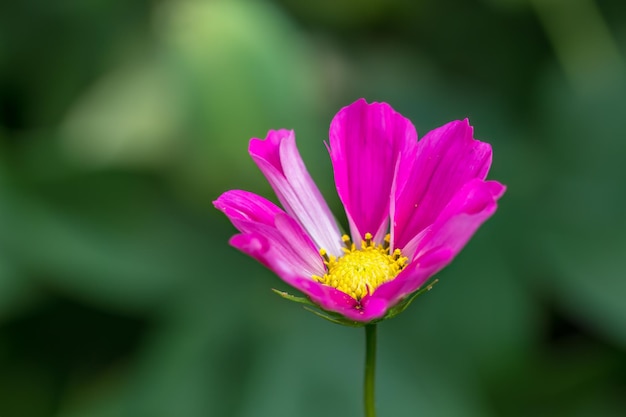 Cosmos flor rosa en un jardín inglés