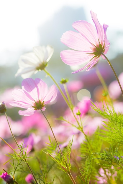 cosmos flor