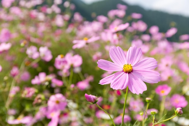 cosmos flor