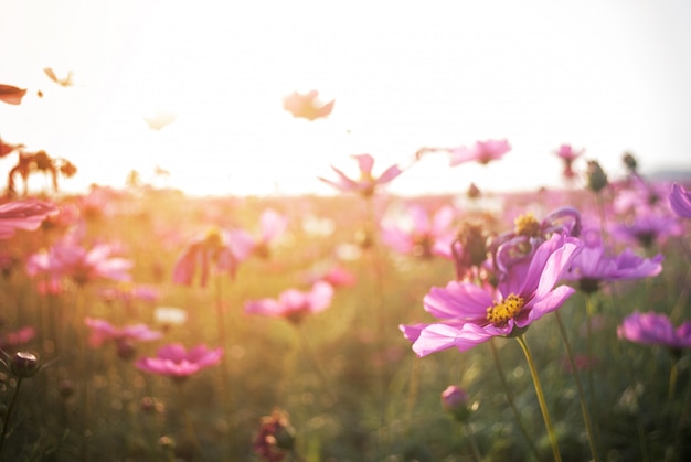 El cosmos florece el contexto del primer y la luz del sol natural