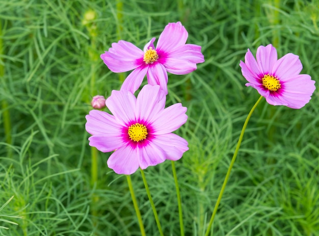 Cosmos floreciente rosa