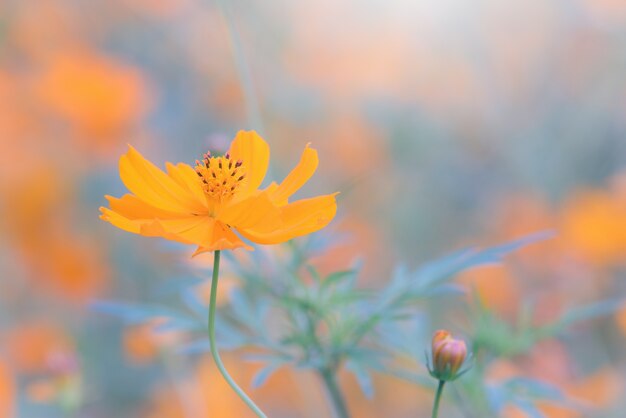 Cosmos flores amarillas en el jardín. Tono vintage. Enfoque selectivo