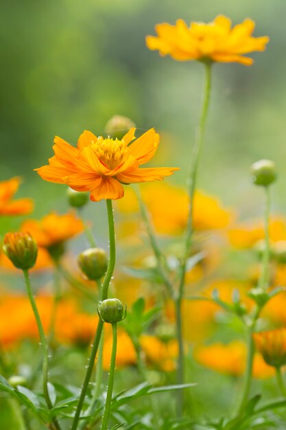 Cosmos flores amarillas en el jardín.