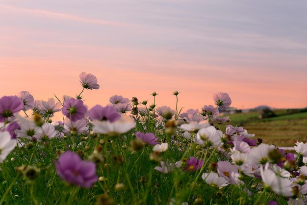 Cosmos flores contra campos en Da Lat con copia espacio como fondo