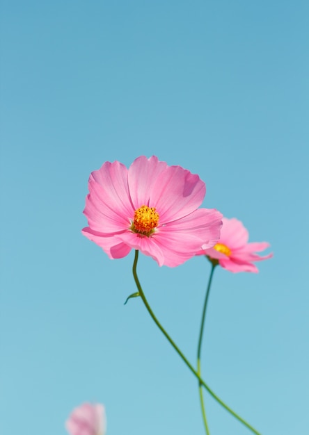 cosmos flores contra el cielo con filtro de color.