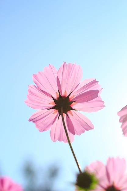 Cosmos flores contra o céu com filtro de cor.