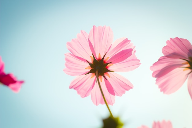 Cosmos flores contra o céu com filtro de cor.