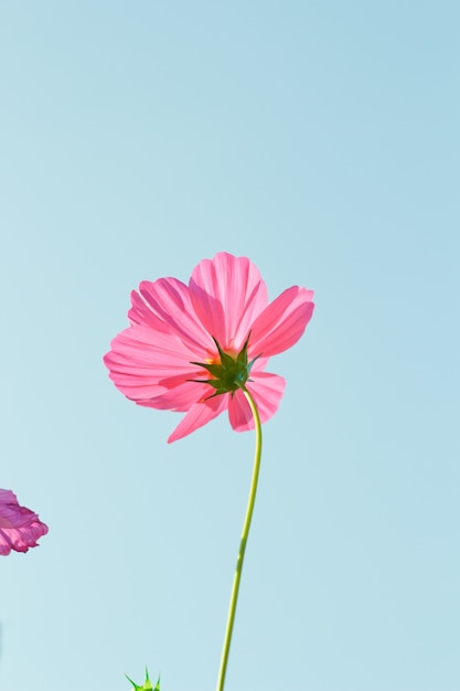 Cosmos flores contra o céu com filtro de cor.